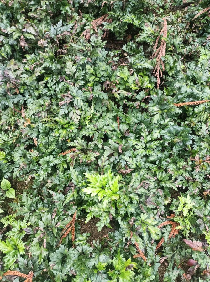 四川省峨眉山高含量包药检黄莲，单枝，根条均匀，无须根。