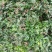 四川省峨眉山高含量包药检黄莲，单枝，根条均匀，无须根。