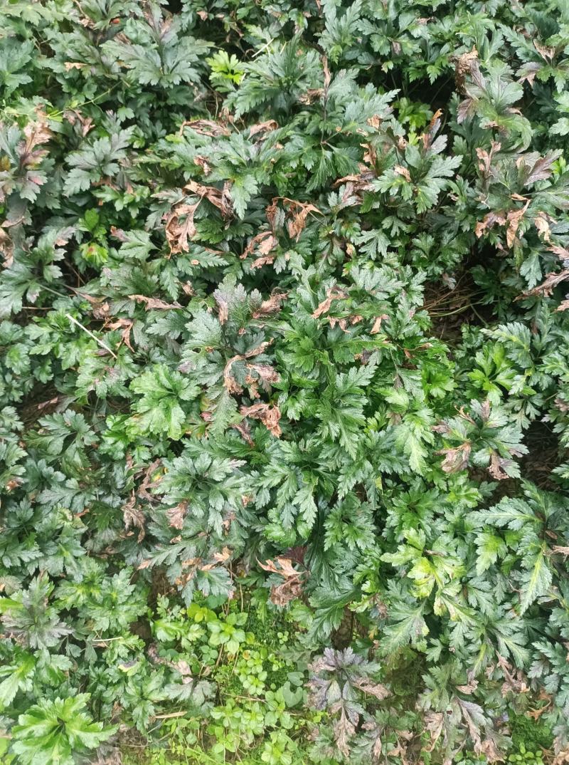 四川省峨眉山高含量包药检黄莲，单枝，根条均匀，无须根。