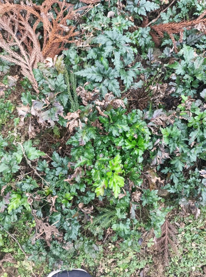 四川省峨眉山高含量包药检黄莲，单枝，根条均匀，无须根。