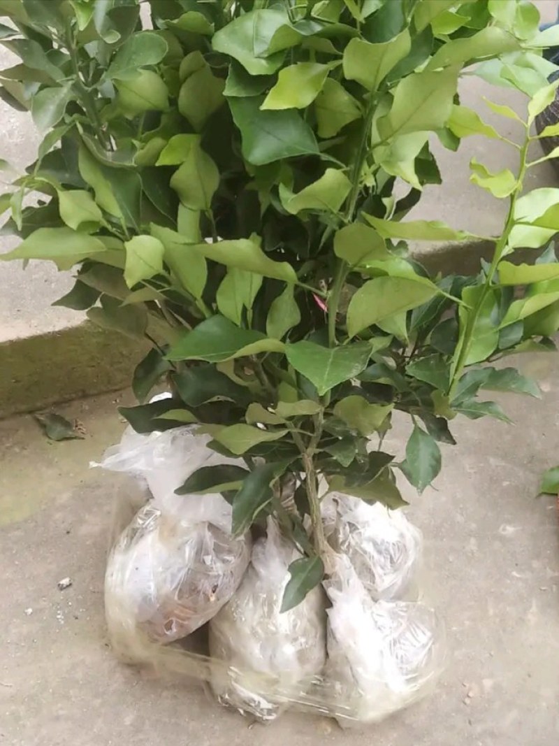 阿蜜达柑橘苗，爱媛46号柑桔苗，四川苗，品纯