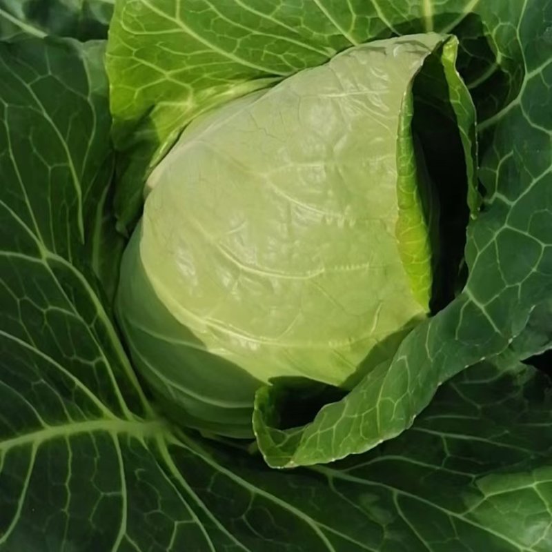【精品】湖北牛心甘蓝货源充足，质量保证，随到随收