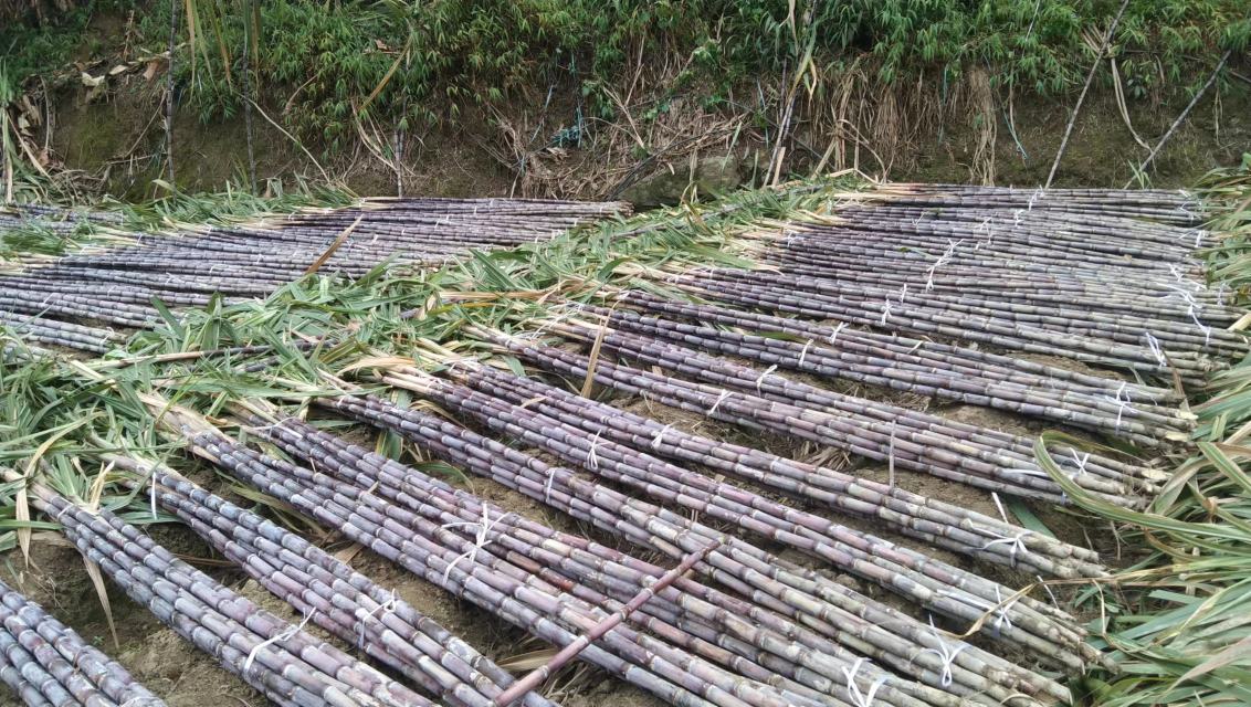 一位农民正在田间收割成熟的黑皮甘蔗,手持镰刀砍断茎秆,身后堆满刚收割的甘蔗,地上散落着绿色叶片,体现丰收劳作场景 农民收割黑皮甘蔗场景