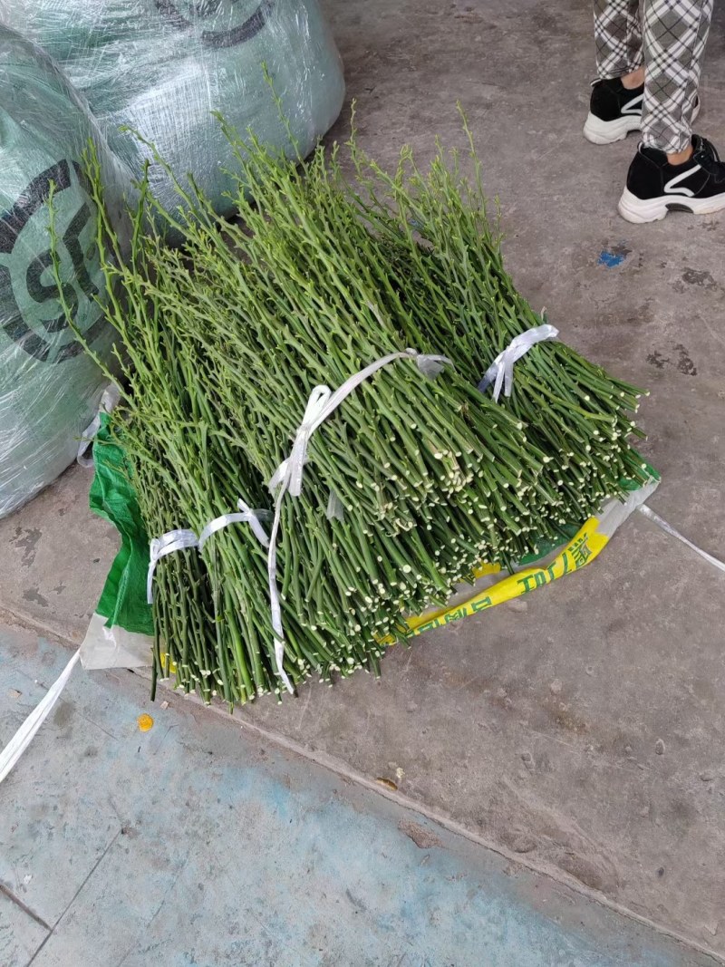阿蜜达枝条，爱媛46号鲜枝供应，保证品种，签合同