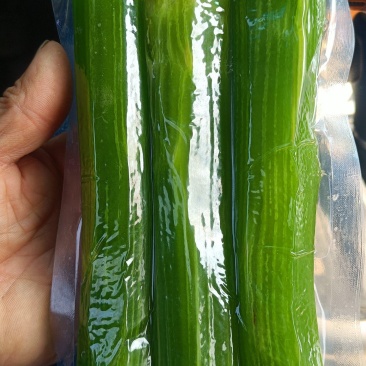 真空包莴苣肉，三青笋肉，去皮三青笋，莴苣肉大量批发，