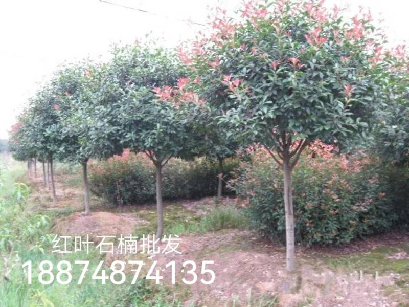 高杆红叶石楠树一湘乡市