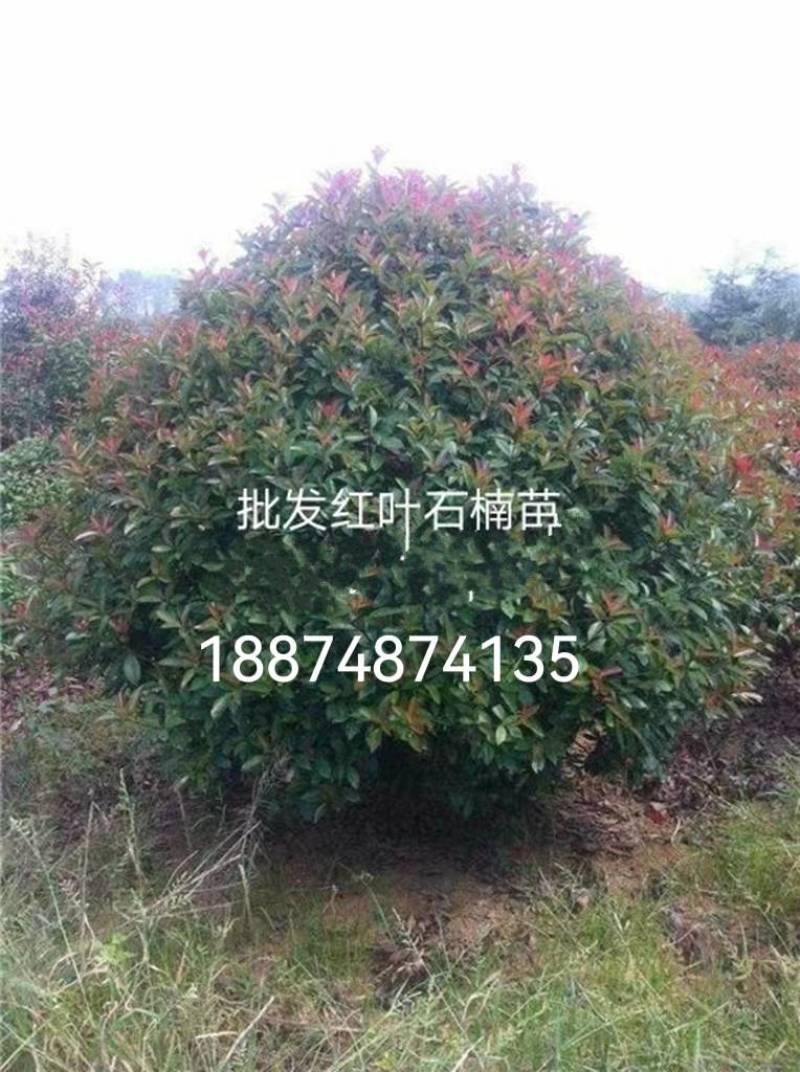 高杆红叶石楠树一湘乡市