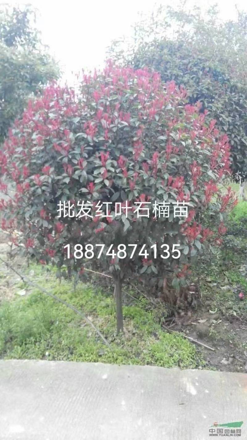 高杆红叶石楠树一湘乡市