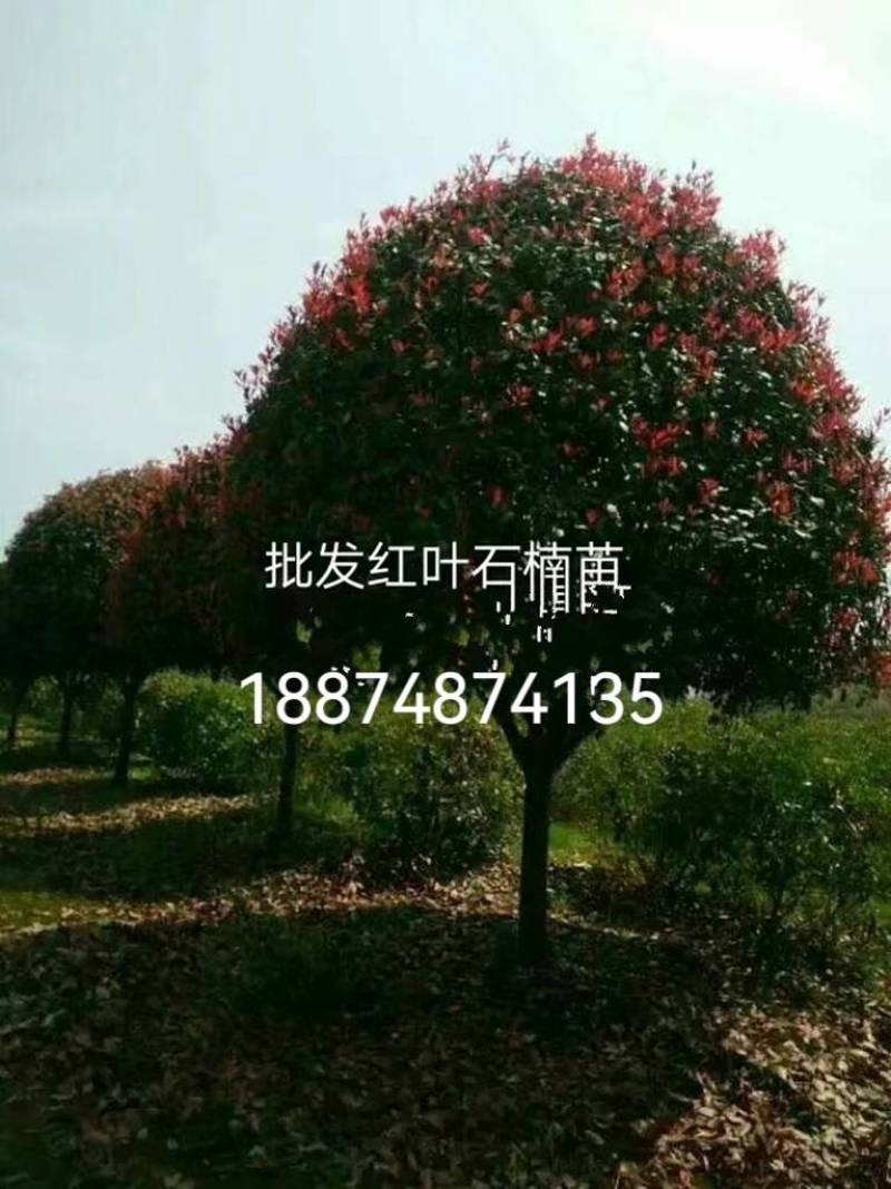高杆红叶石楠树一湘乡市