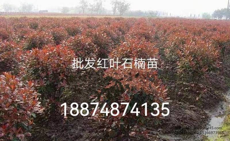 高杆红叶石楠树一湘乡市