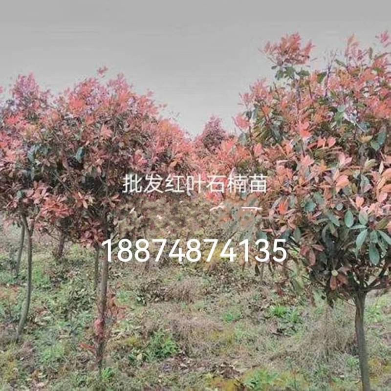 高杆红叶石楠树一湘乡市