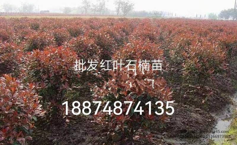 高杆红叶石楠树一湘乡市