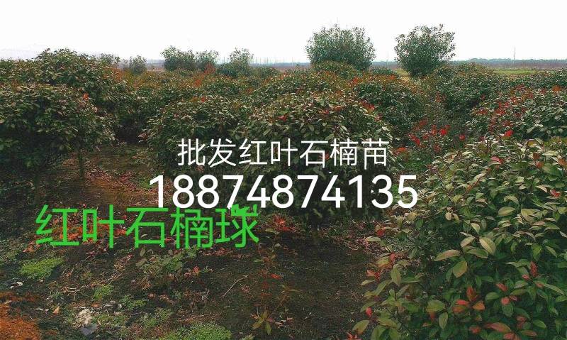 高杆红叶石楠树一湘乡市