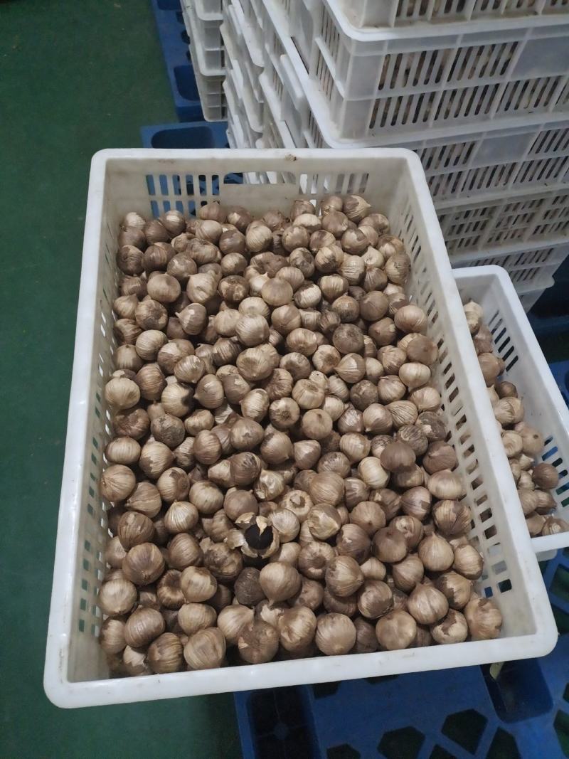 金乡黑蒜裂皮黑蒜厂家批发处理尾货活动价格
