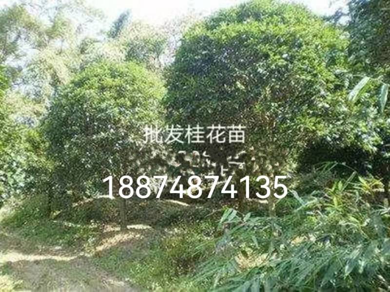 八月桂花树一湖南省湘乡市