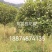 八月桂花树一湖南省湘乡市
