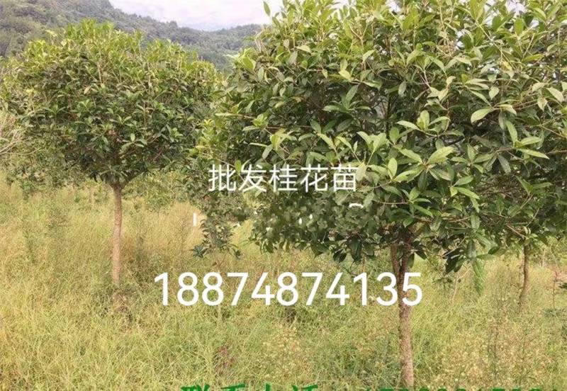 八月桂花树一湖南省湘乡市