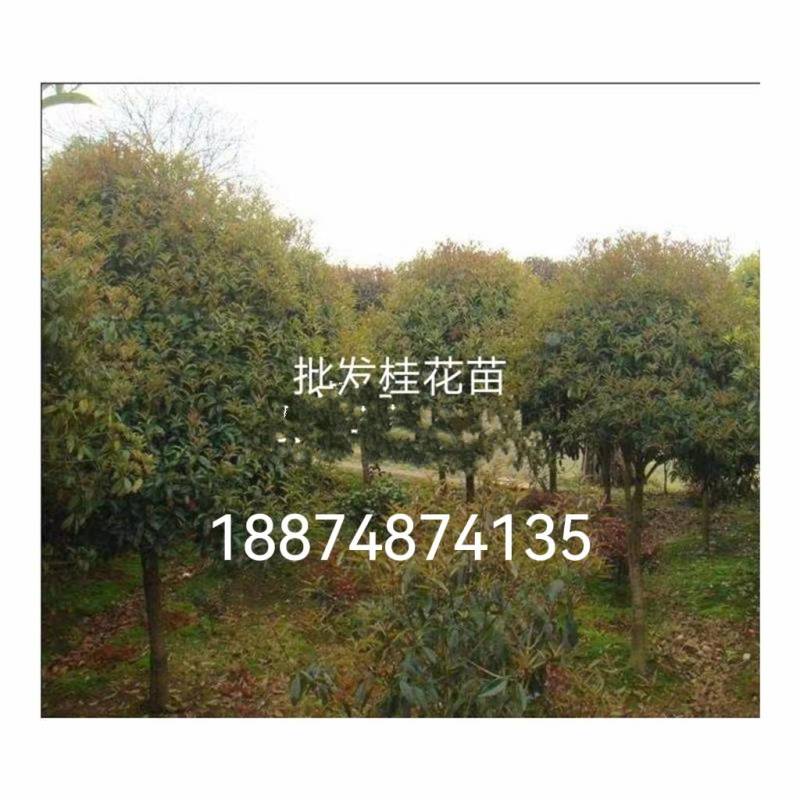八月桂花树一湖南省湘乡市