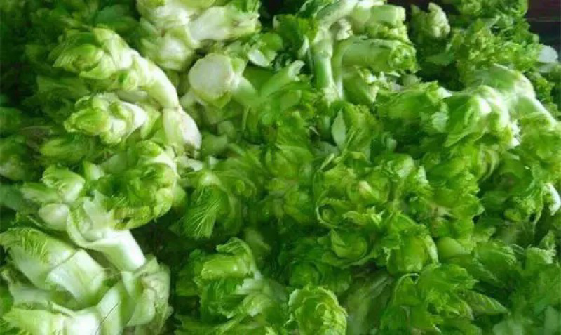 砀山县精品儿菜，产地源头，实时报价，视频看货