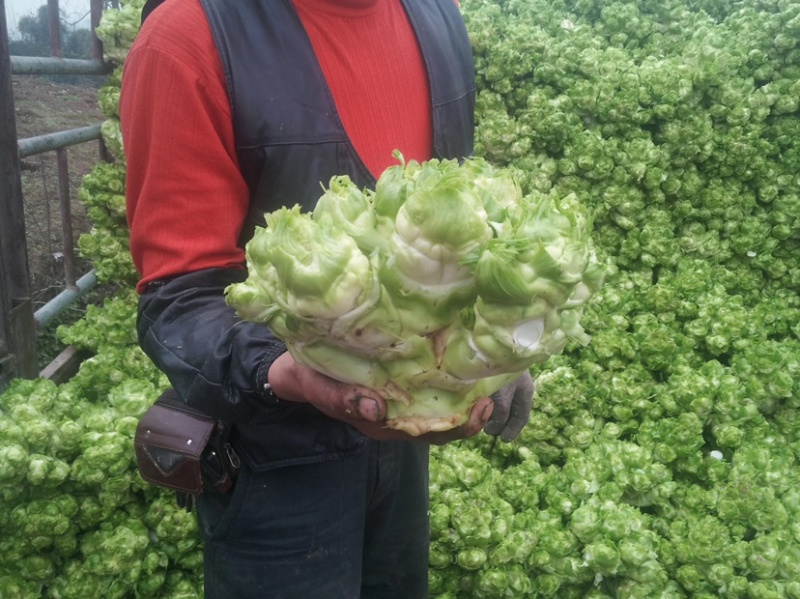 砀山县精品儿菜，产地源头，实时报价，视频看货