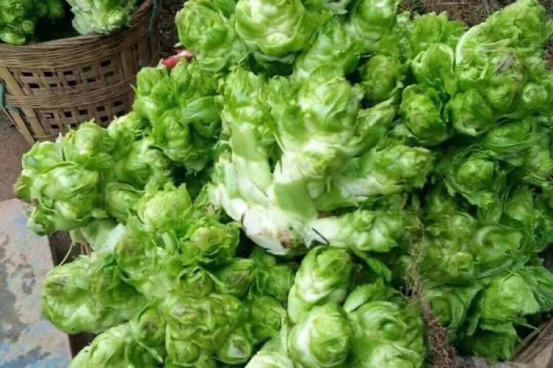 砀山县精品儿菜，产地源头，实时报价，视频看货