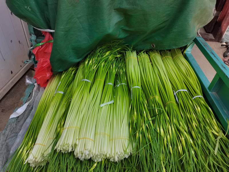 安徽谯城区白帽蒜苔新鲜预售新货产地实发一首货源预售中