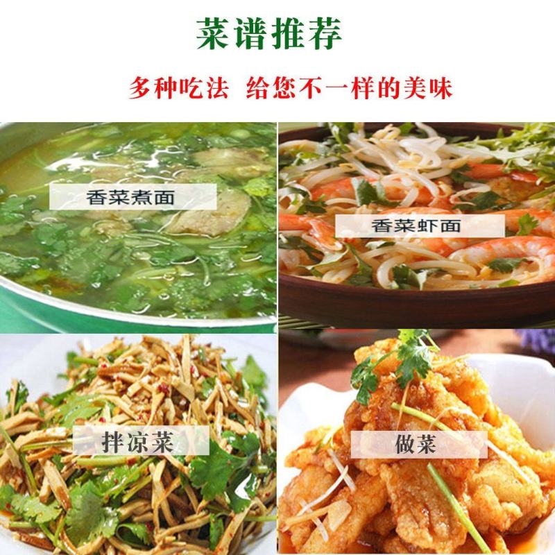 脱水蔬菜香菜干莚荽菜户外干货调味料方便面蔬菜包烘焙香料