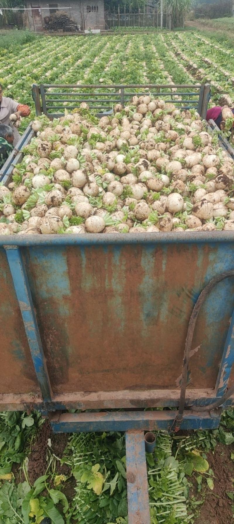 圆萝卜潼南区柏梓出货