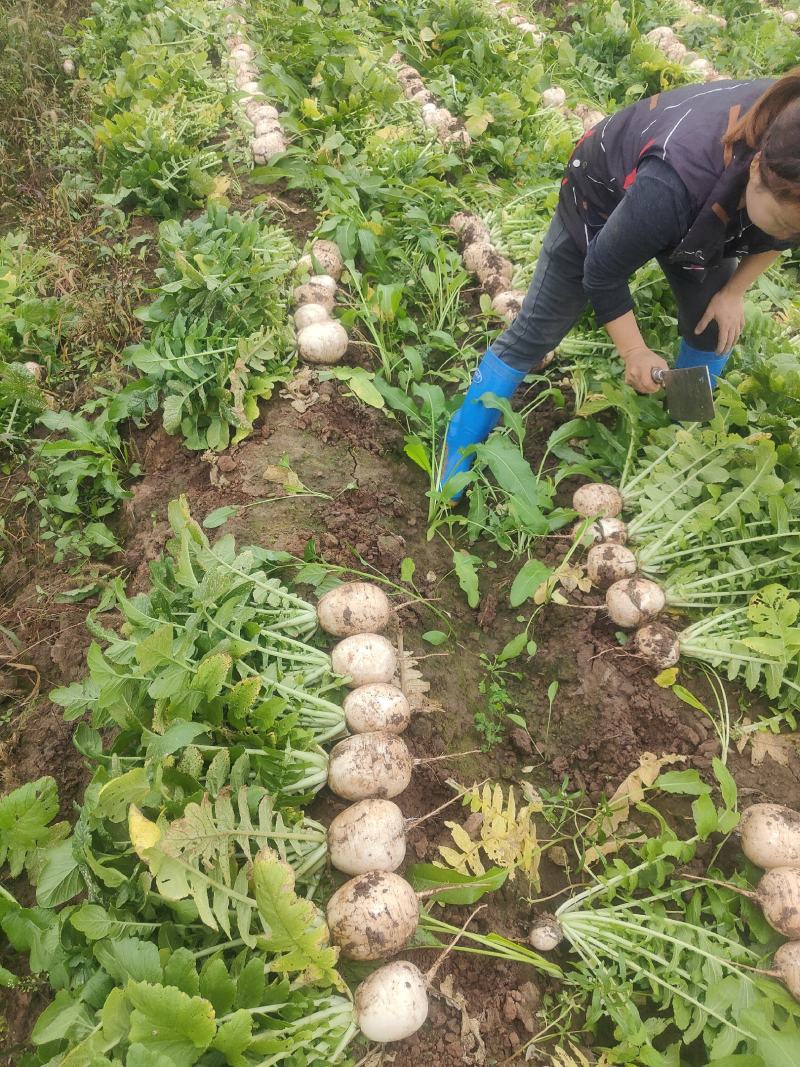 圆萝卜潼南区柏梓出货