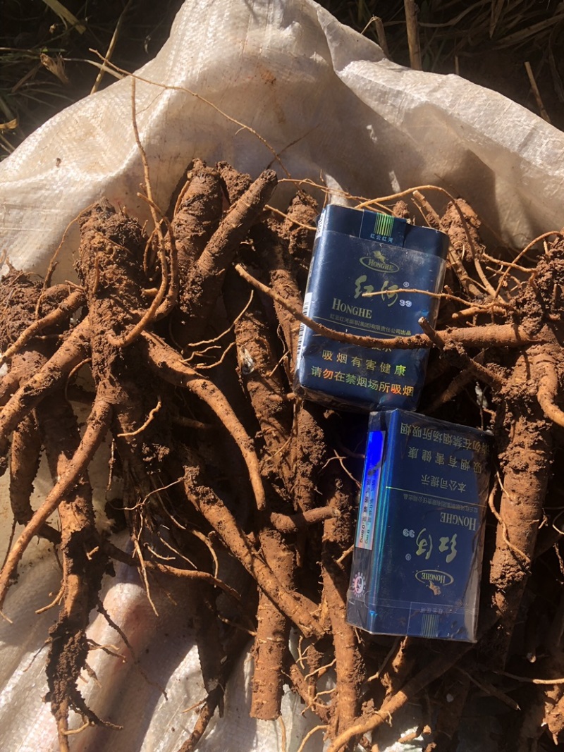 云南甜当归
