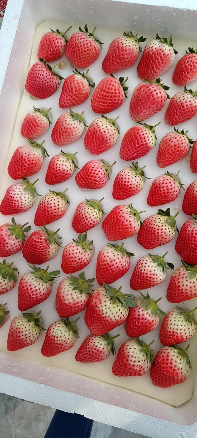 【推荐】山东青岛精品草莓，白色恋人，酸甜可口，品质保证