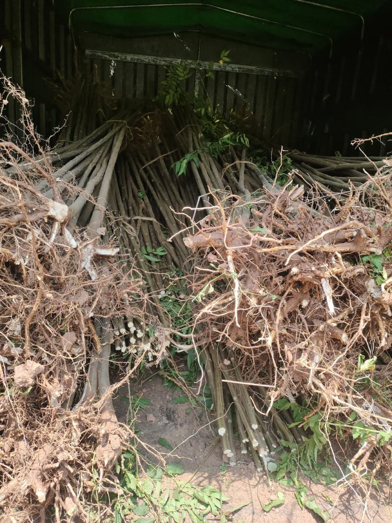 栾树小苗，地径三公分