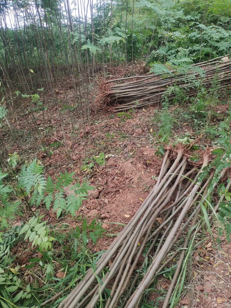 栾树小苗，地径三公分