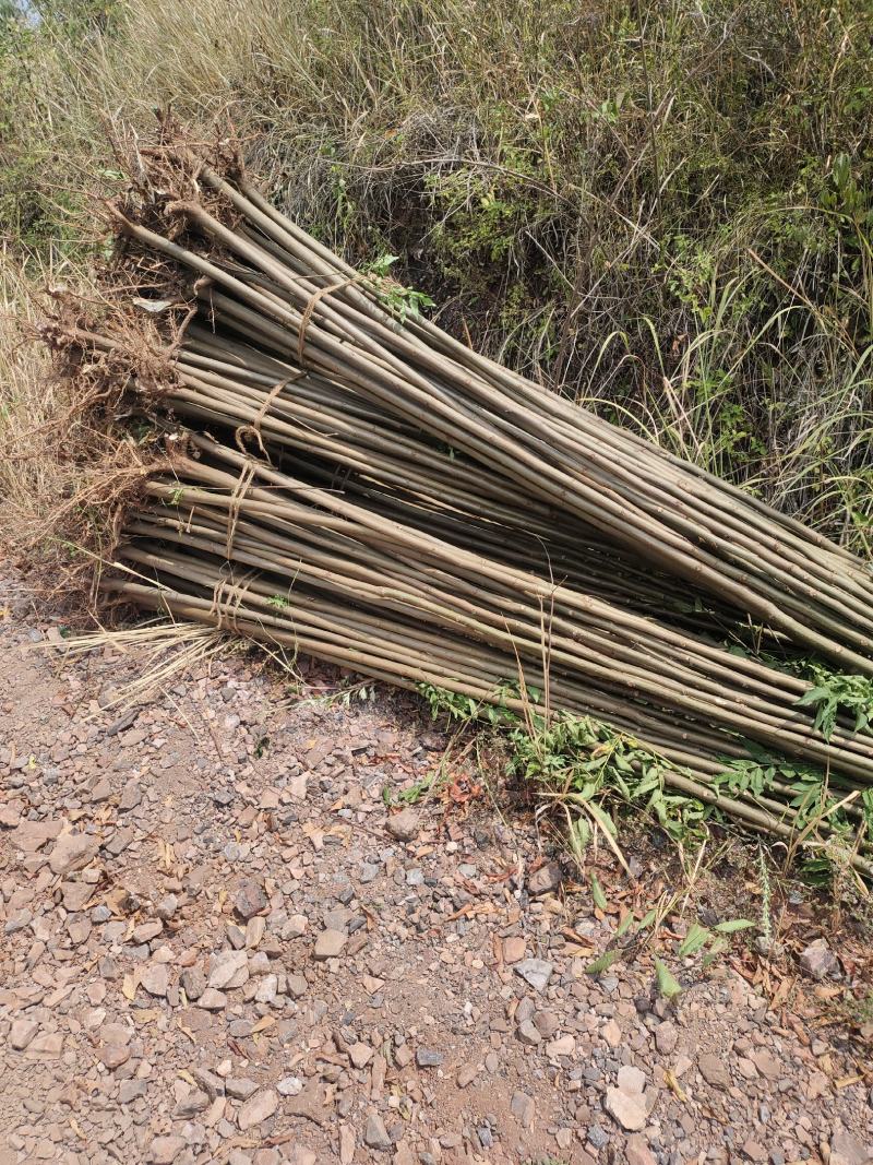 栾树小苗，地径三公分