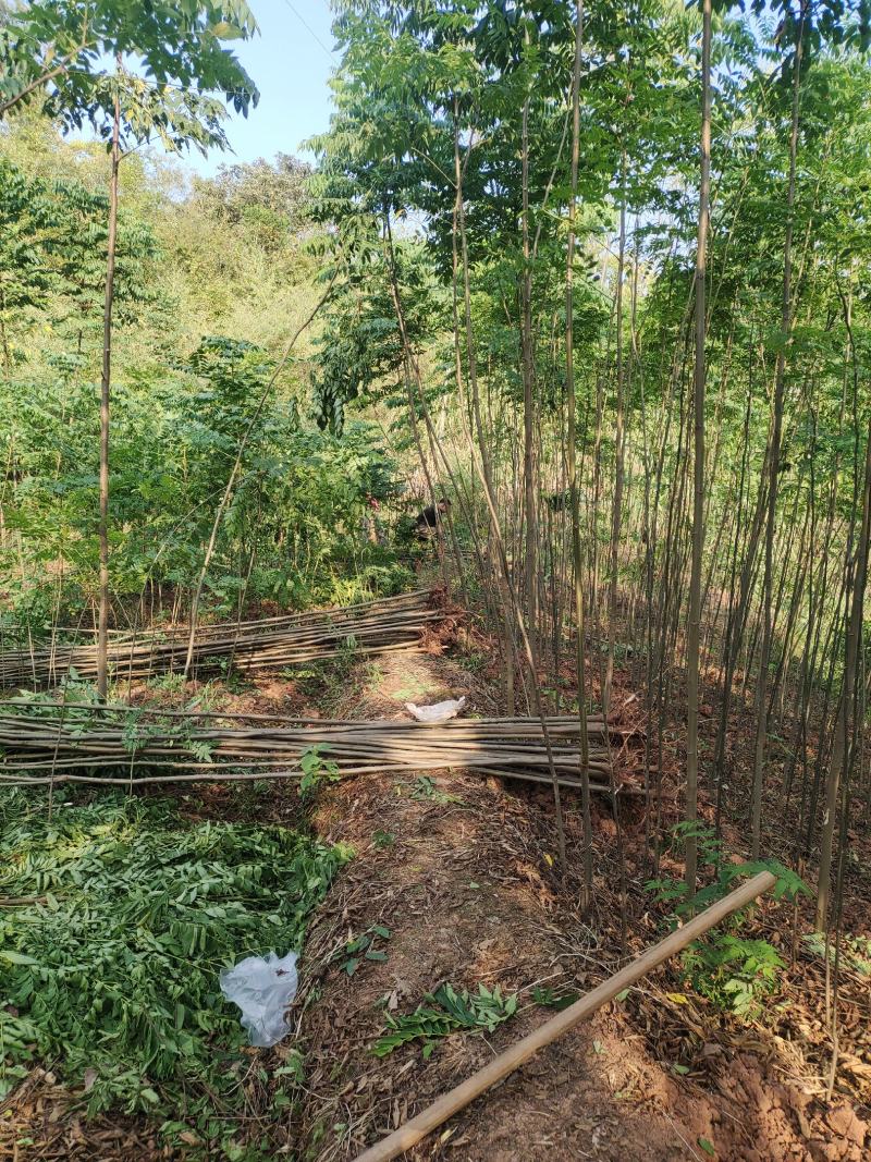 栾树小苗，地径三公分