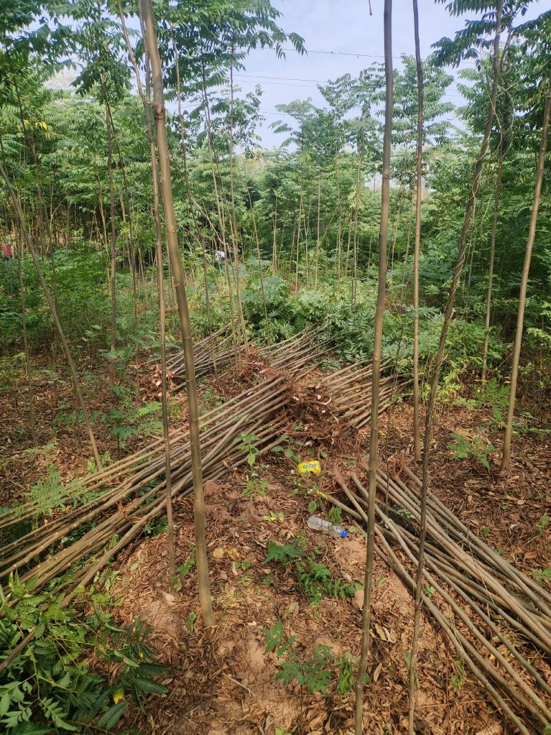 栾树小苗，地径三公分