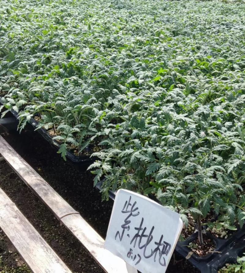 包邮，紫琵琶，品种新奇，苗厂直发，可以试种。
