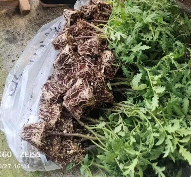 包邮，紫琵琶，品种新奇，苗厂直发，可以试种。