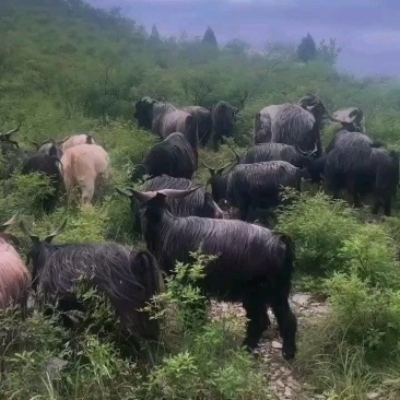 放山黑山羊