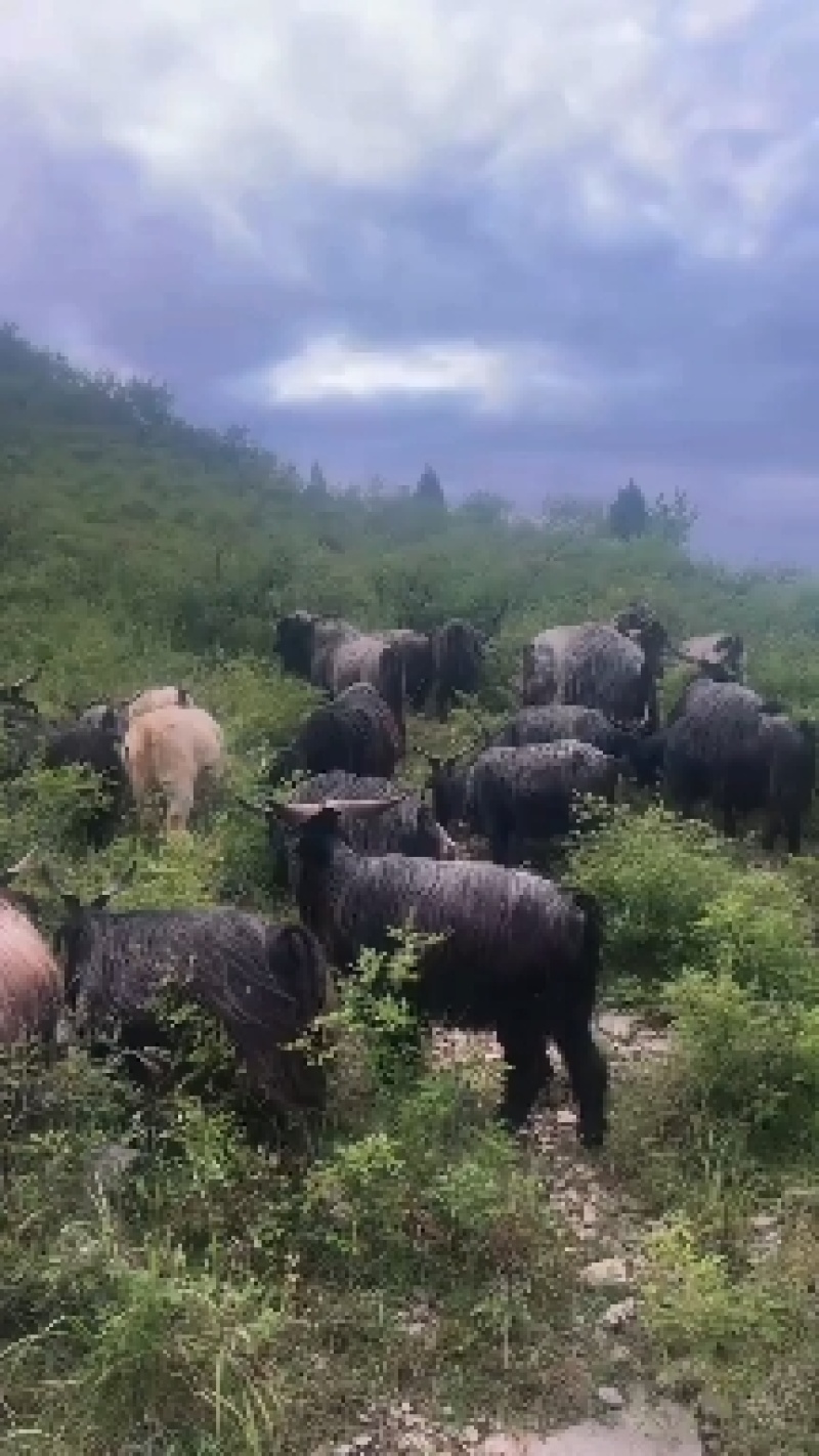 放山黑山羊