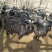 放山黑山羊