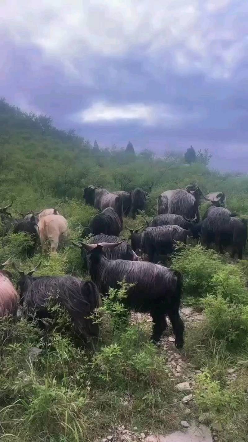 放山黑山羊
