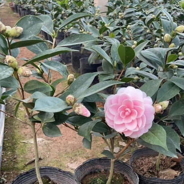 茶花精品香妃茶花盆栽160规格花苞多待开状赤丹五色赤丹