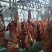 新鲜大量驴肉,驴副产品现杀现宰大量供应
