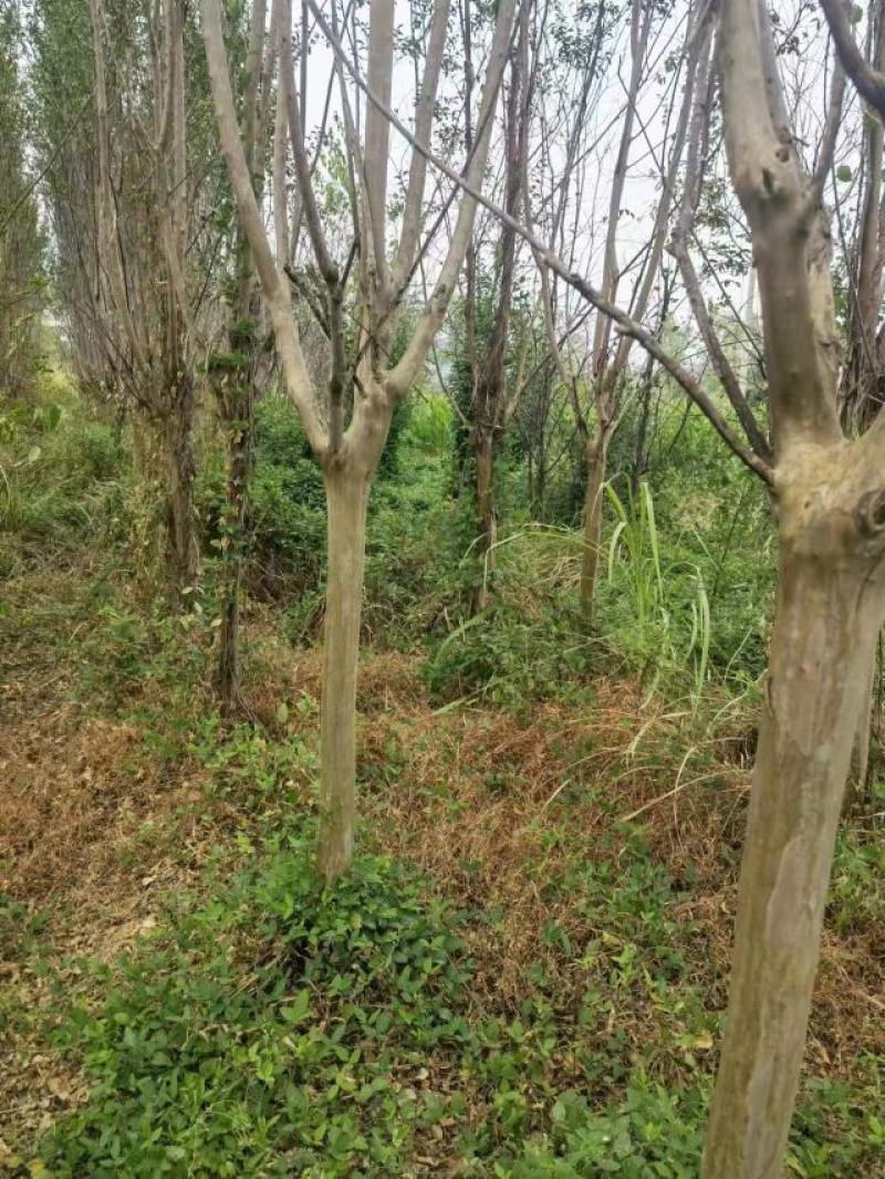 常德红花紫薇苗各种规格产地直发全国发货欢迎致电咨询