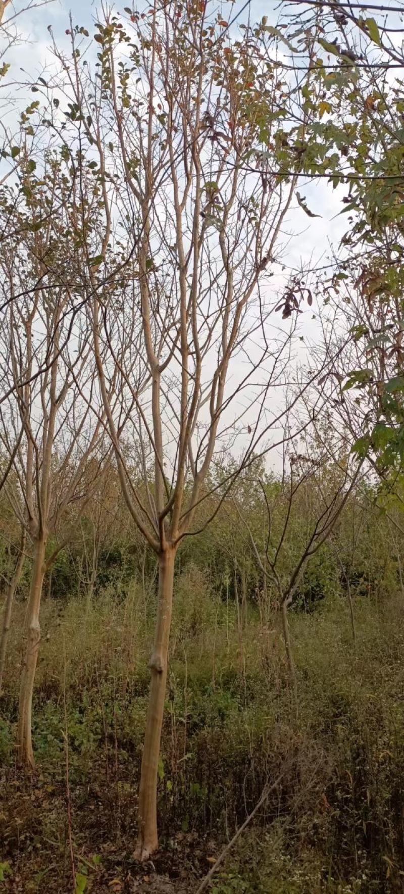 常德红花紫薇苗各种规格产地直发全国发货欢迎致电咨询