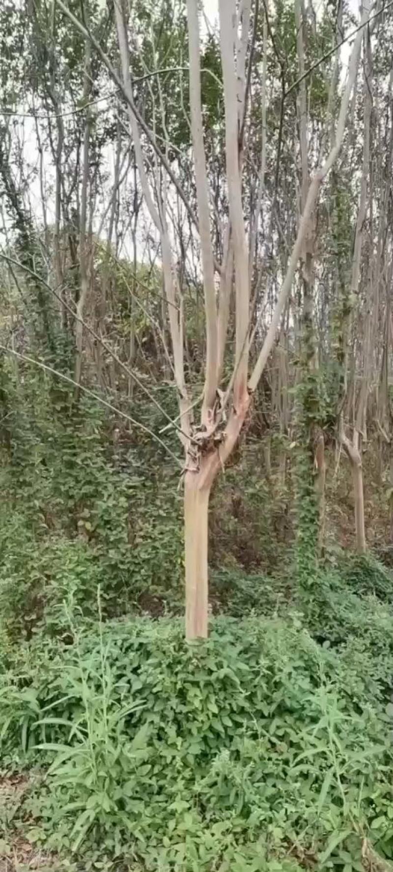 常德红花紫薇苗各种规格产地直发全国发货欢迎致电咨询
