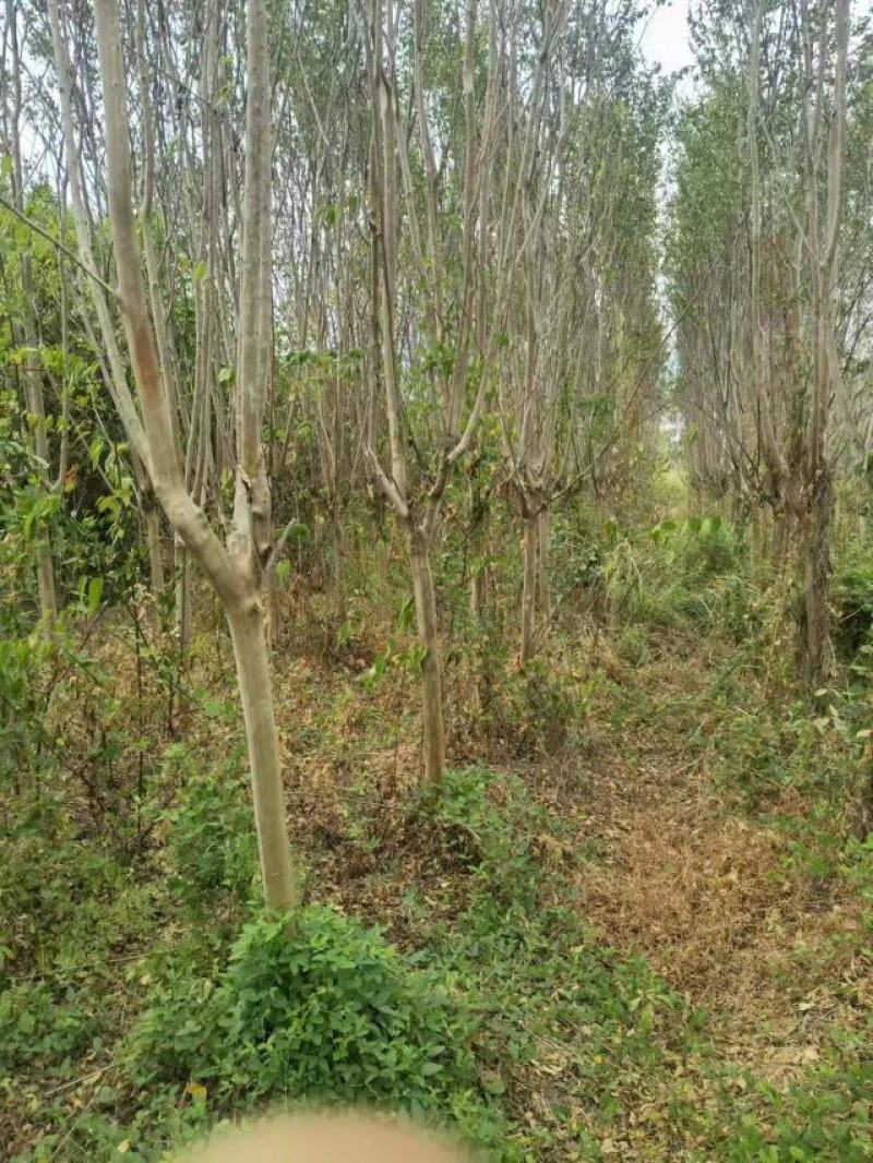 常德红花紫薇苗各种规格产地直发全国发货欢迎致电咨询