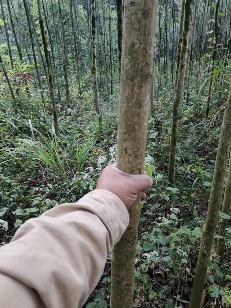 大叶女贞，3公分-5公分