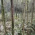 大叶女贞，3公分-5公分